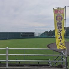 阪神タイガース秋季キャンプが開催されます!