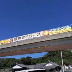 阪神タイガースキャンプ　レポート