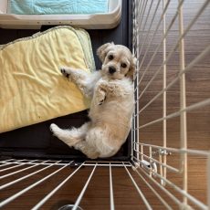 見習い警備犬