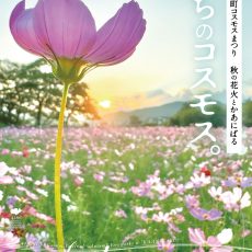 第42回越知町コスモスまつりが開催されます。