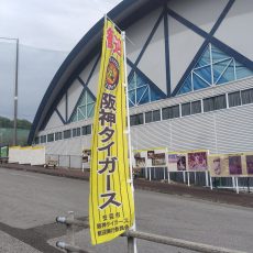 阪神タイガース秋季キャンプが開催されます。